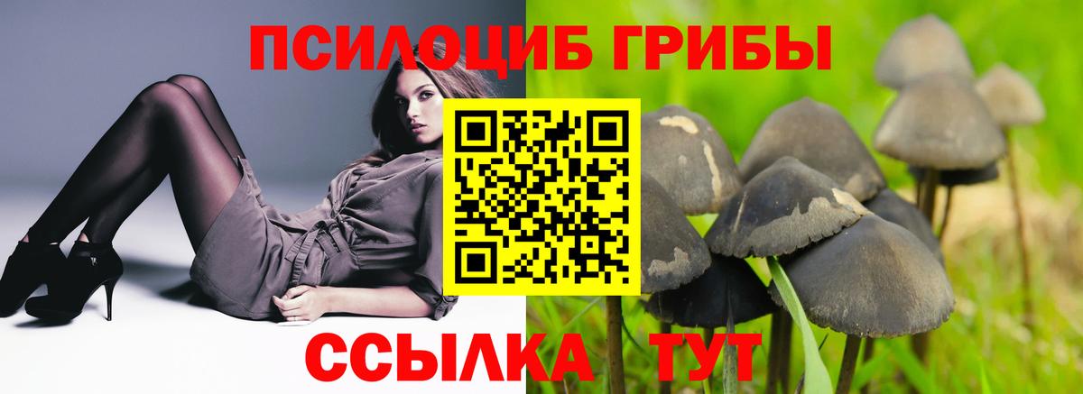 Псилоцибиновые грибы прущие грибы Губкинский